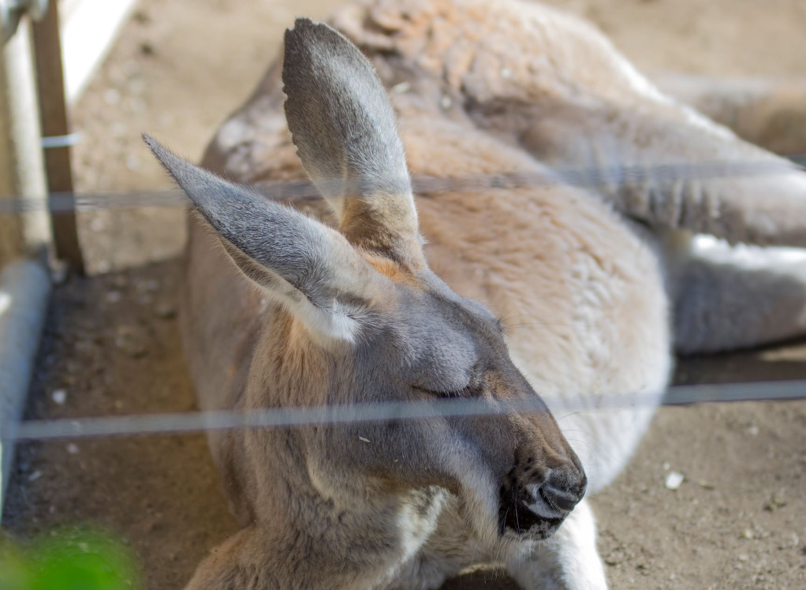 San Diego Zoo Part I 013